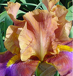 A beautiful iris in peach, purple and rust colors grown by my mother.