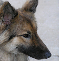 Layla is all grown up now and is a beautiful Shepherd Wolf dog.