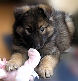 Our beautiful wolf dog when she was a puppy.