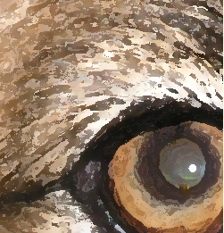 Stylized graphic art of Layla's eye.