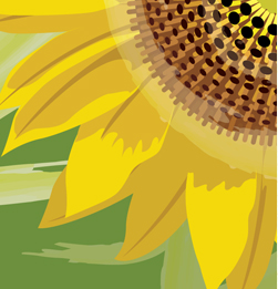 Vector drawing of a sunflower