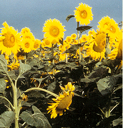 Photo of a field of sunflowers close-up.