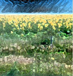 Photo of a field of sunflowers using a glowing edge photo style manipulation.